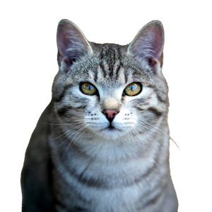 A Beautiful Gray Tabby Cat With Striking Eyes In A Focused Portrait Shot. 19667 - Cat PNG image with transparent background